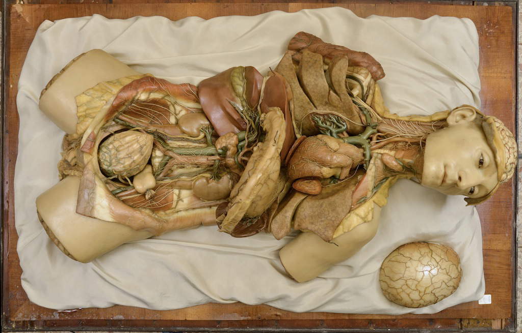 Le musée d'anatomie humaine de Pise Le musée d'anatomie humaine de Pise