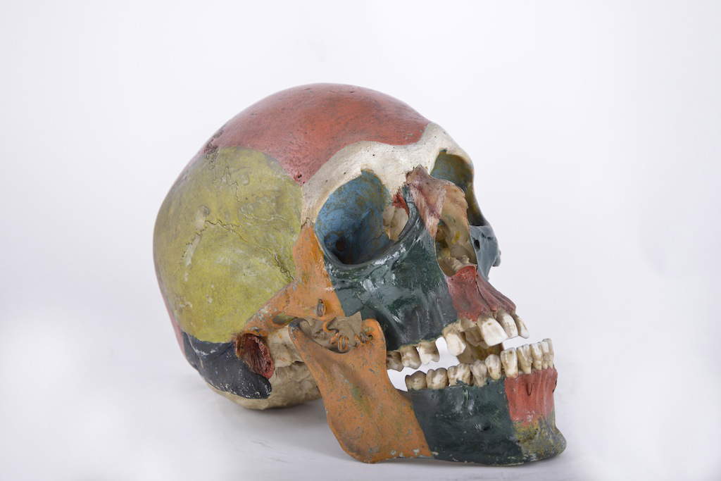 Le musée d'anatomie humaine de Pise Le musée d'anatomie humaine de Pise
