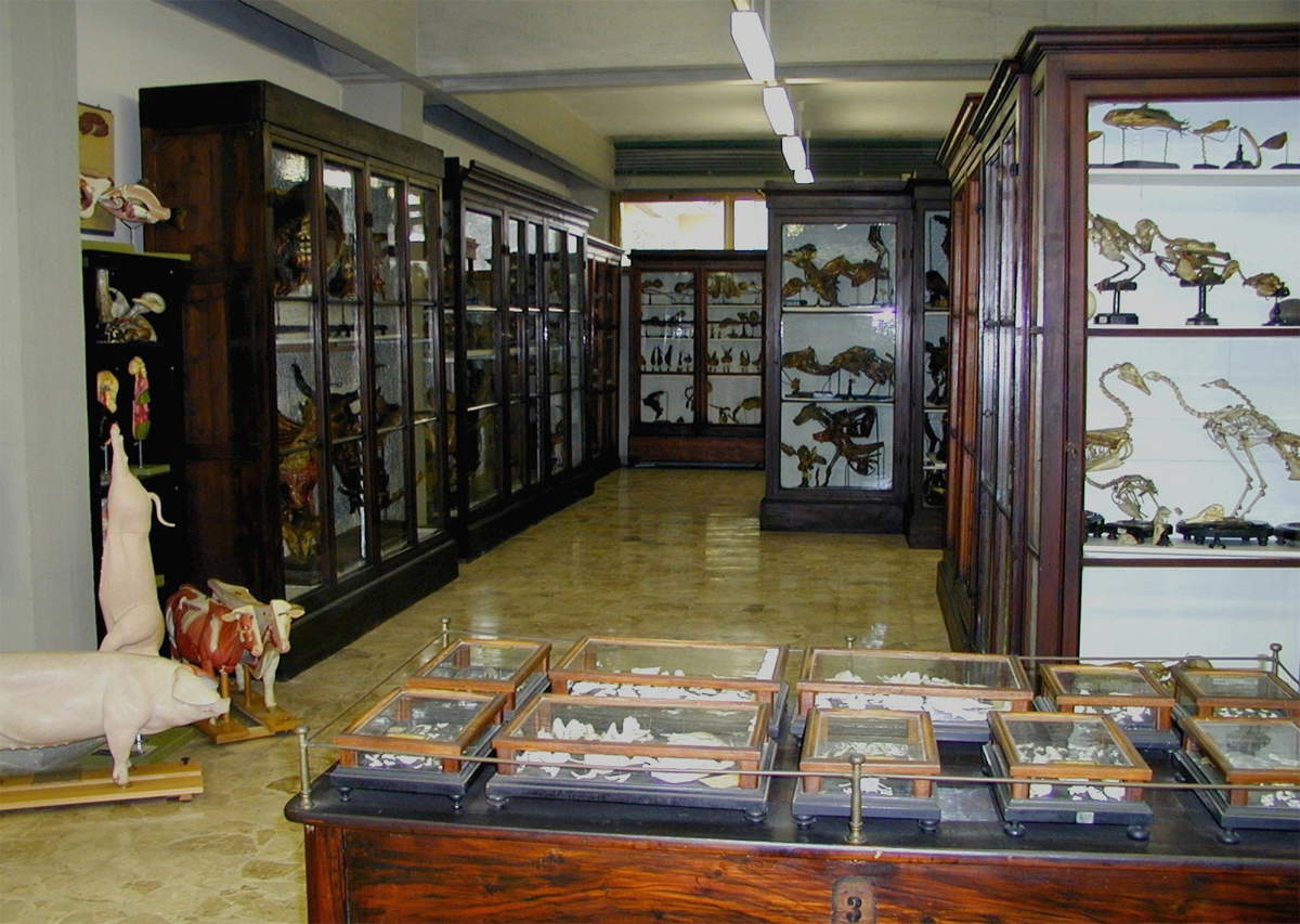 Intérieur du musée anatomique vétérinaire de l'université de Pise
