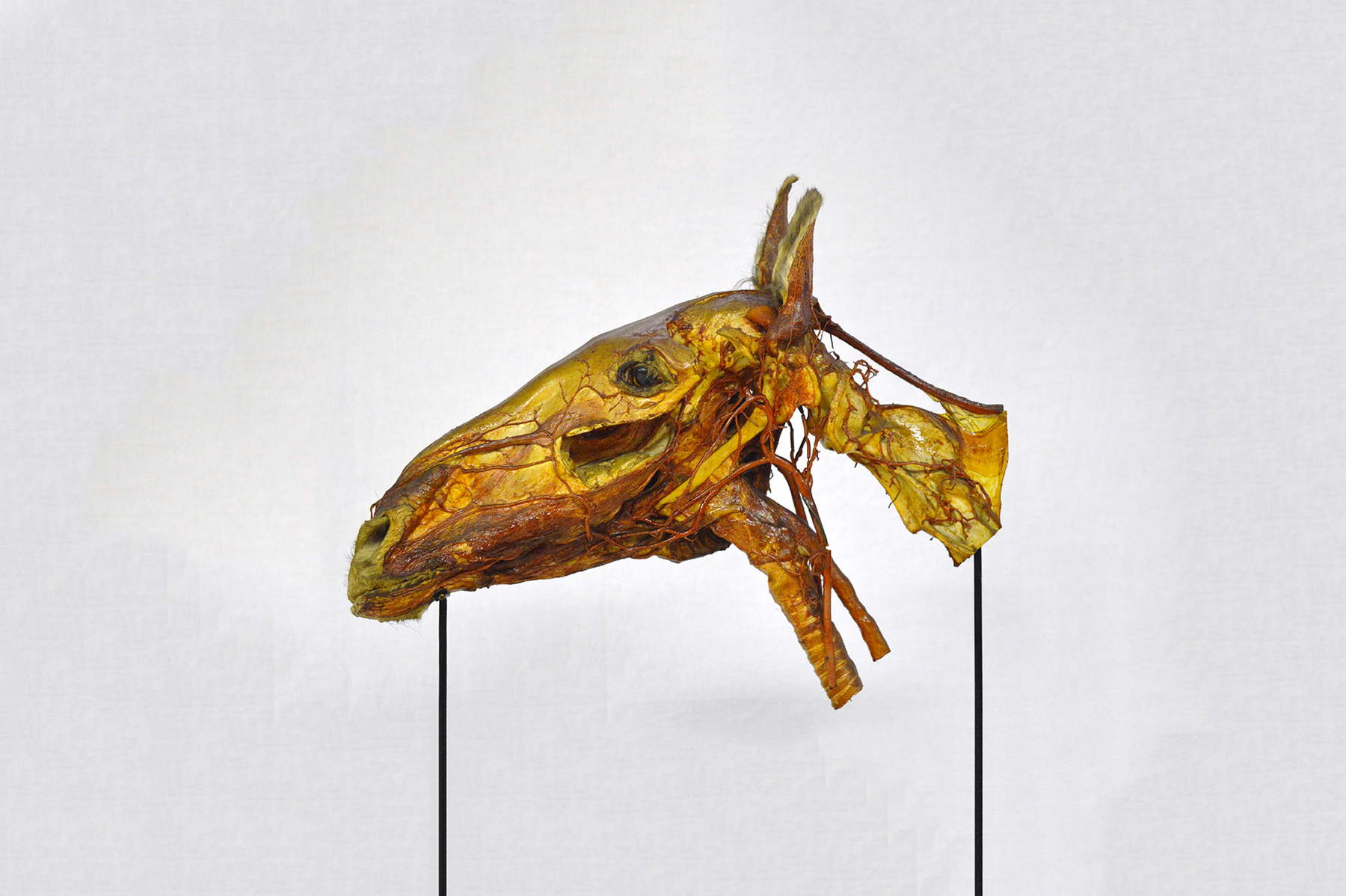 Partie du tronc antérieur d'un cheval avec cœur, aorte, veines creuses et diaphragme