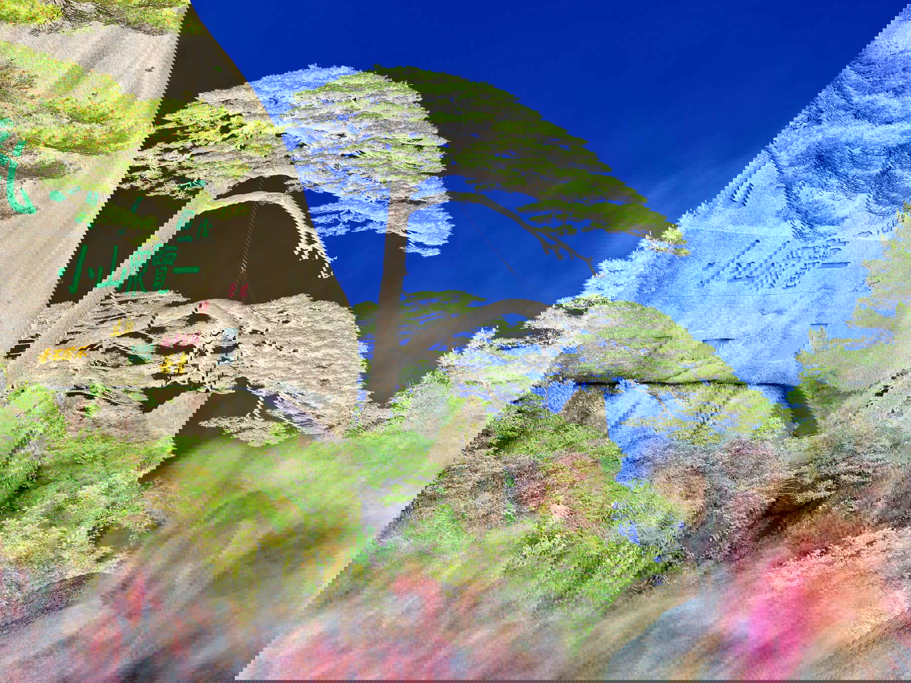 Olivo Barbieri, Grußkiefer, Huangshan, Anhui, China 2018 Olivo Barbieri, Grußkiefer, Huangshan, Anhui, China 2018