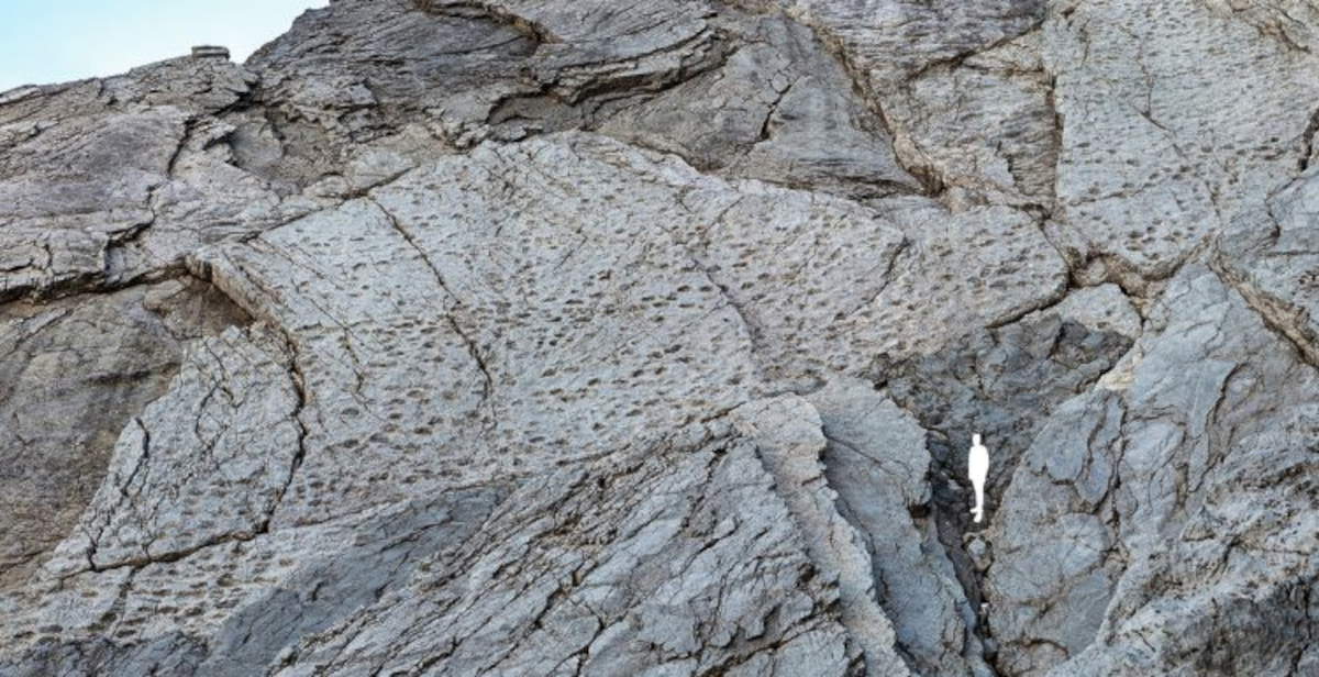 Parc du Stelvio : des milliers d'empreintes de dinosaures vieilles de 210 millions d'années émergent dans les Alpes