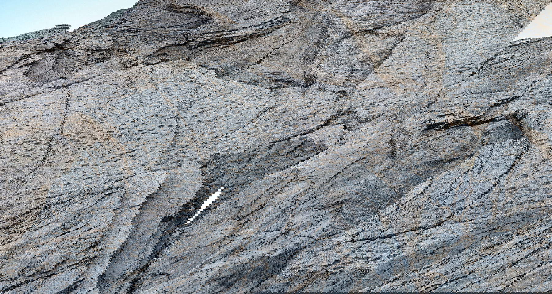 Des empreintes de dizaines de mètres de long sont clairement visibles sur différentes surfaces. Sur le site des Cime di Plator, les empreintes fossiles sont imprimées avec une profondeur évidente, ce qui indique que les dinosaures marchaient sur des boues calcaires rendues très plastiques par la présence abondante d'eau. Photo d'Elio Della Ferrera, Arch. PaleoStelvio (PNS, MSNM, SABAP CO-LC).