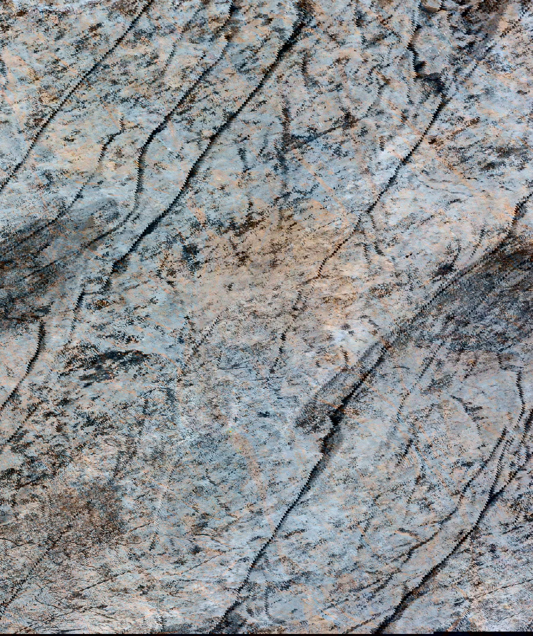 Détail d'une empreinte. La ressemblance avec l'ichnogène Pseudotetrasauropus est forte mais pas totale, il est donc possible que les empreintes du Stelvio appartiennent à une autre ichnospécie ou même à une ichnospécie qui n'a jamais été trouvée ailleurs dans le monde. Quoi qu'il en soit, l'auteur devait être un dinosaure herbivore semblable à Plateosaurus engelhardti. Photo d'Elio Della Ferrera, Arch. PaleoStelvio (PNS, MSNM, SABAP CO-LC)