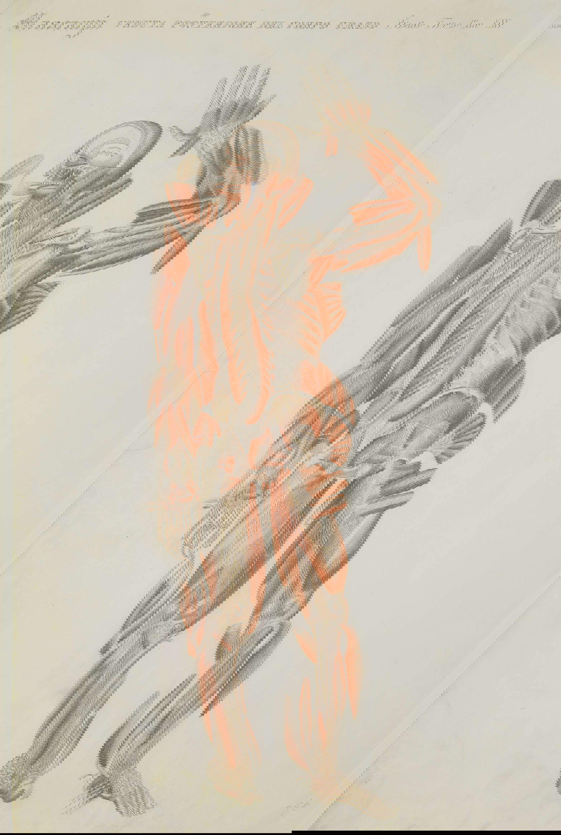 Paolo Mascagni (1755-1815), Anatomia universale, Florence, 1833 : vue arrière du corps humain.