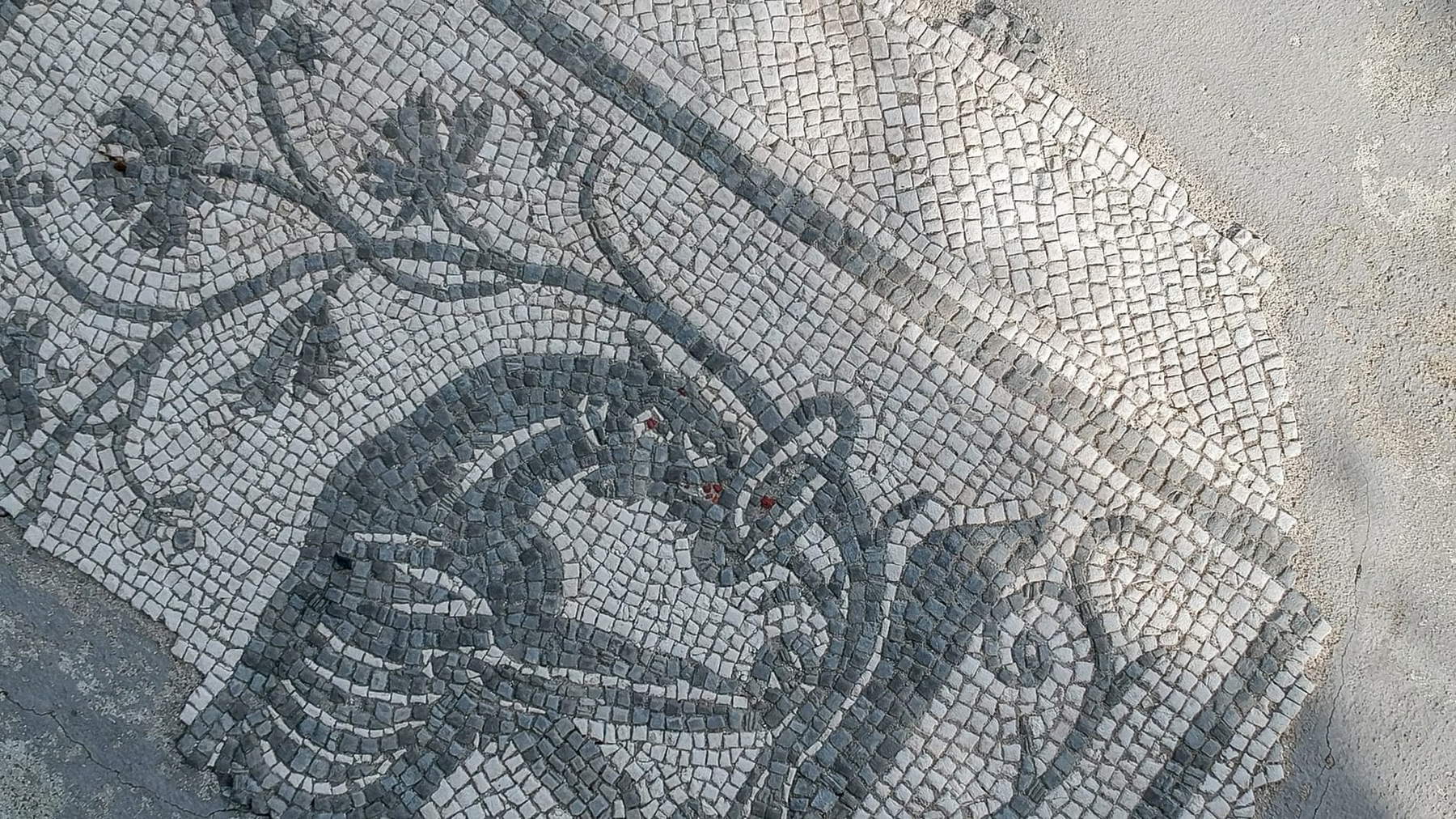 Altino Archaeological Park, detail of the floor mosaics of the Domus of the Panther (Decumanus archaeological area). Photo: Samir Sayed Abdellattef and Giacomo Vidoni