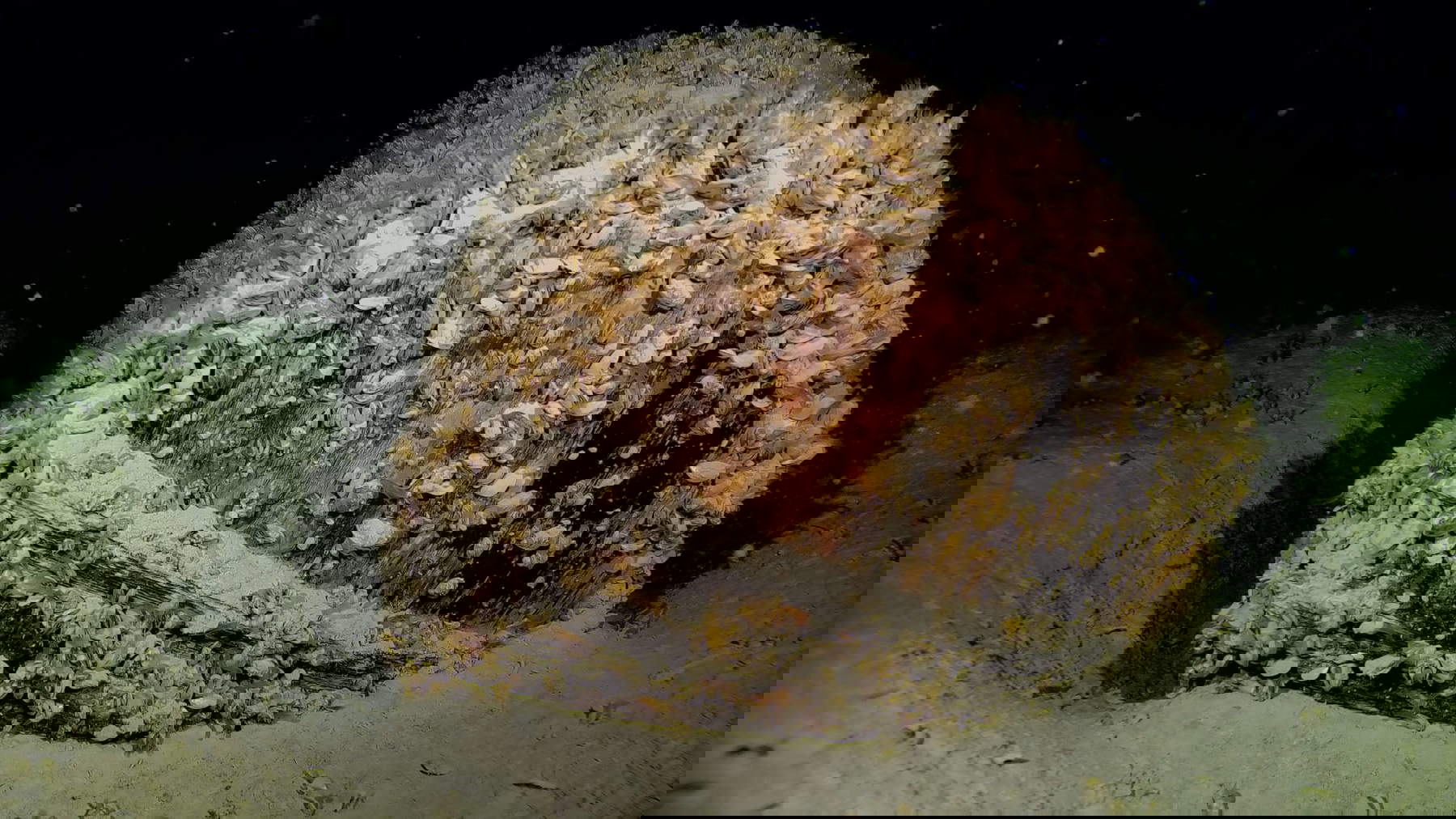 Verlorene Fracht auf dem Seegrund: ein intaktes Holzfass mit Deckel in den Tiefen des Bodensees, bedeckt mit Dreissena rostriforma bugensis. Foto: LAD/Alexander Heidacher