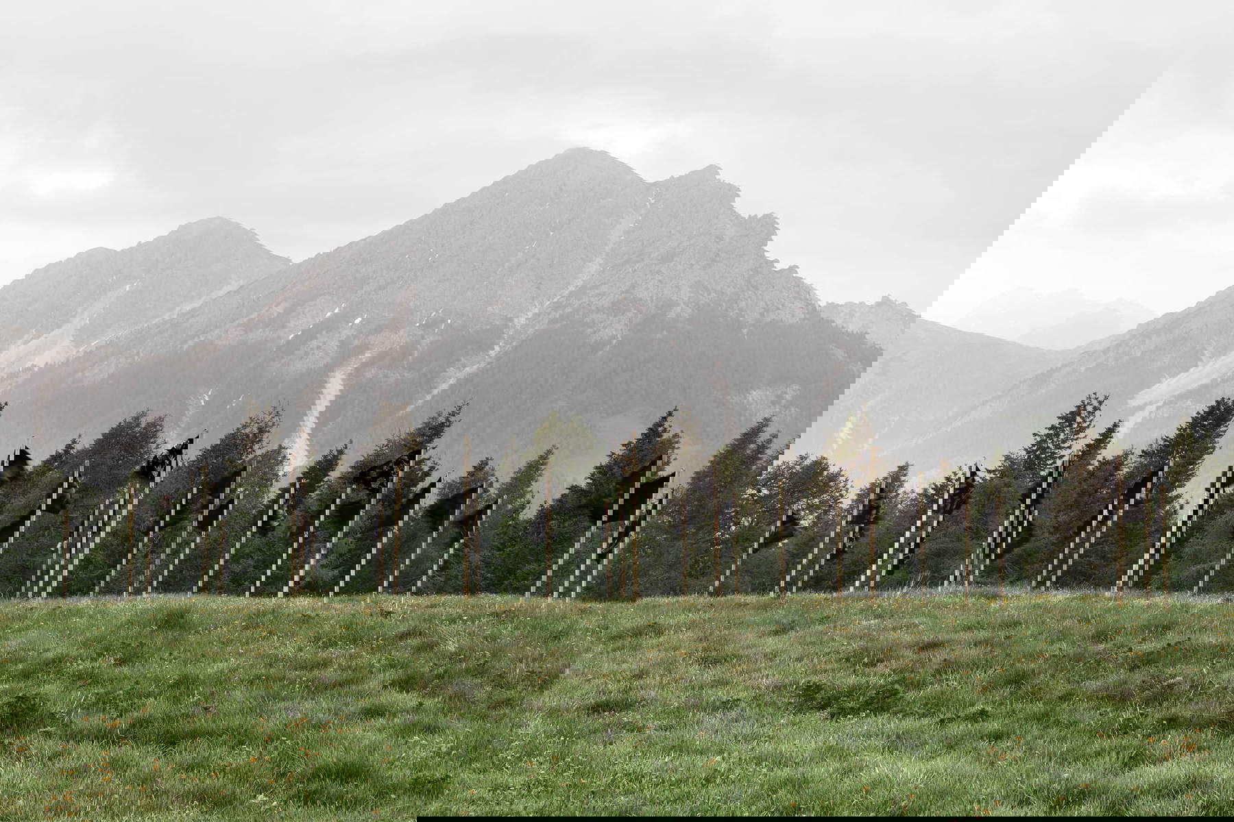 Riccardo Buonafede, Hortus Pictus