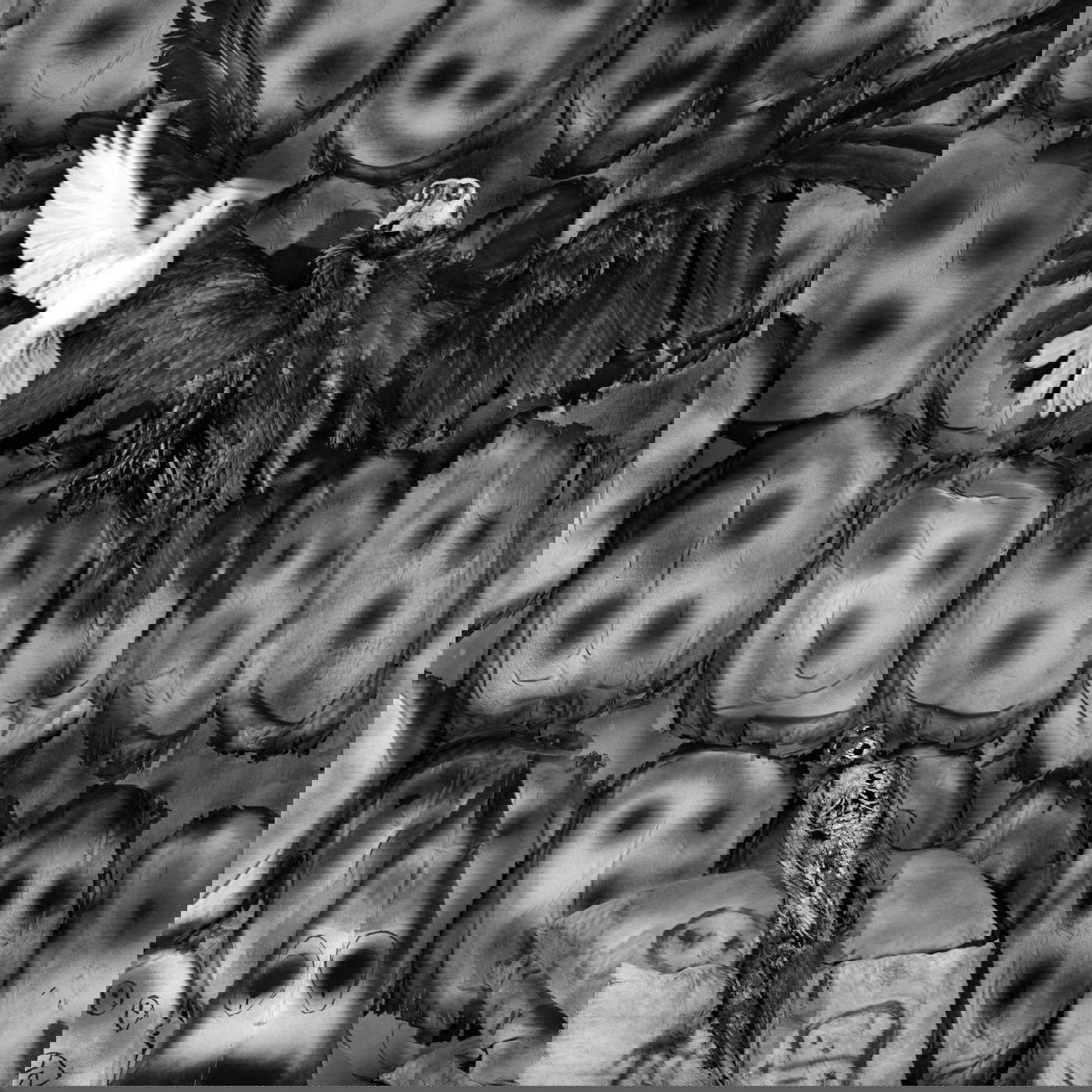 Roger Ballen, Sheep on cupboard (2003)