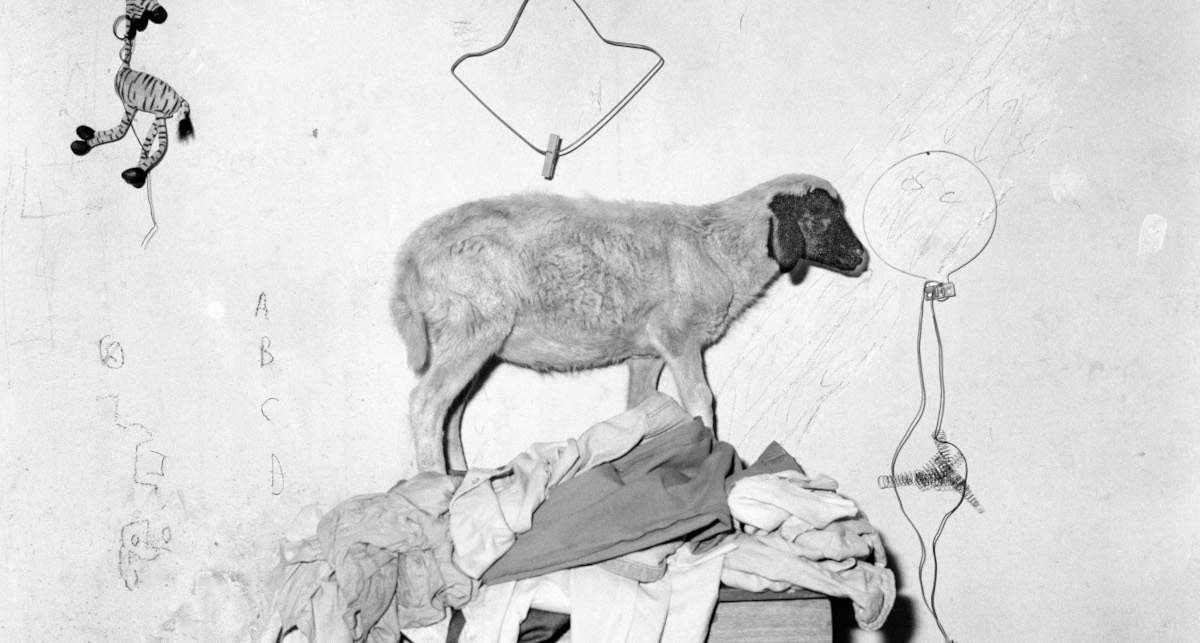 Al Mattatoio di Roma la mostra di Roger Ballen che esplora il rapporto tra uomo e animali