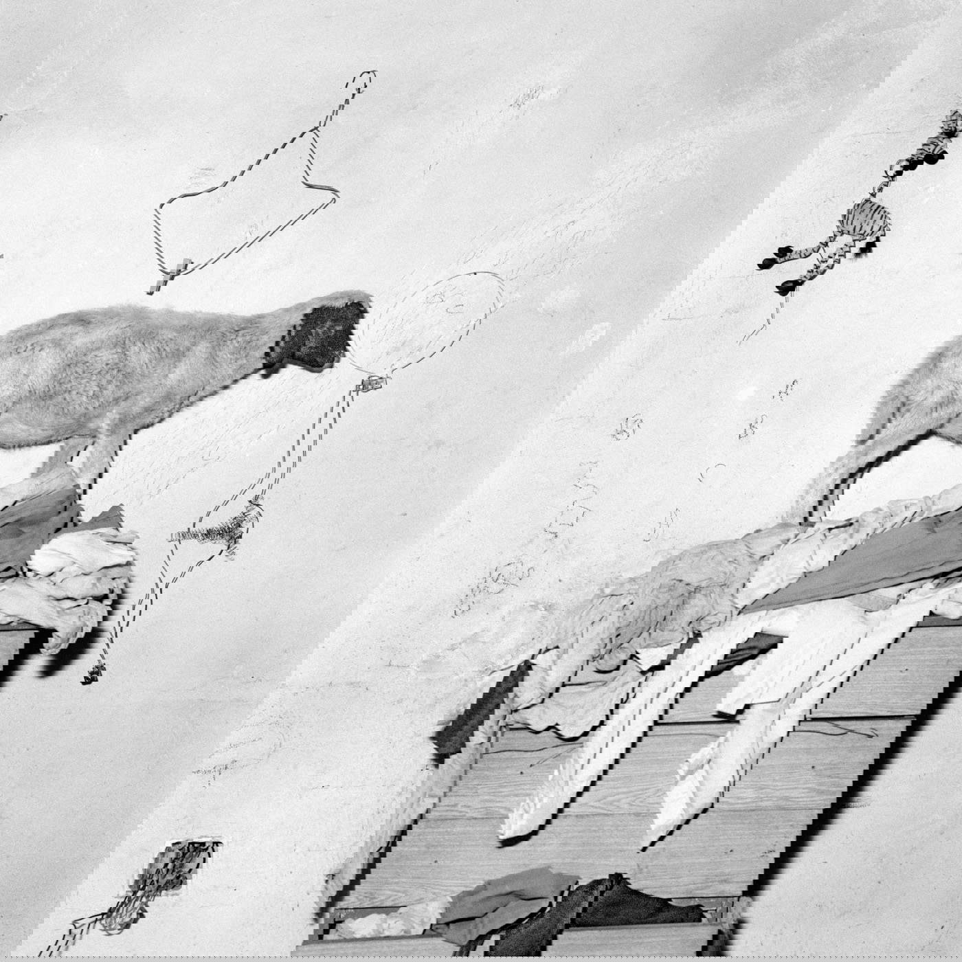 Roger Ballen, Sheep on cupboard (2003)