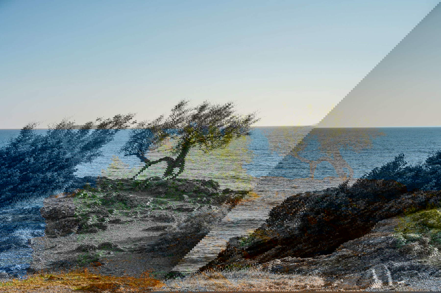 Die jahrhundertealte Tamariske von Antignano, dargestellt von Fattori in La libecciata