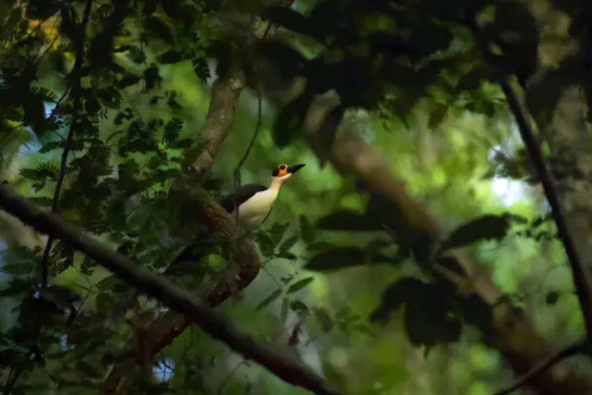 UNESCO: 26 new sites on world heritage list, focus on Africa and memory