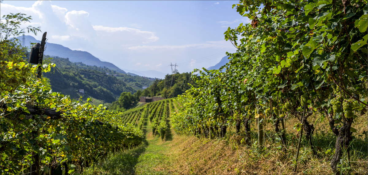 Die Weinberge von La Vis