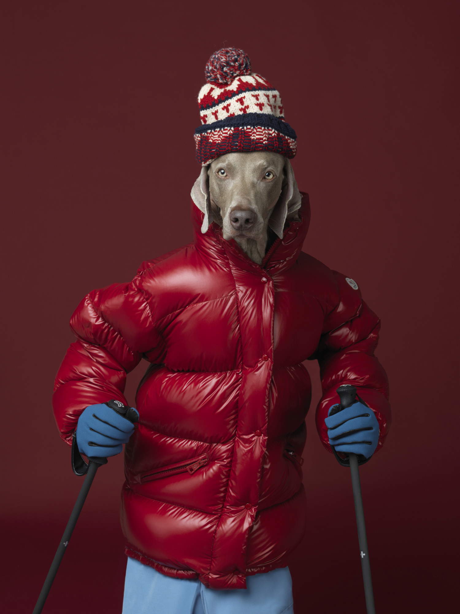 William Wegman, Skipatrouille, 2017. Mit freundlicher Genehmigung der Galerie George-Philippe et Nathalie Vallois