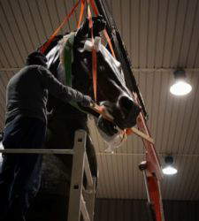 Canova's Colossal Horse comes back to life after more than 50 years in storage