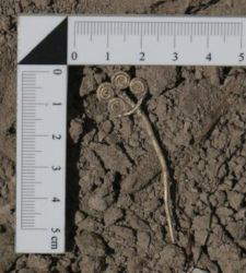 Troia, riemerge un tesoro di 4.500 anni: scoperti un broche d’oro e una rara pietra di giada