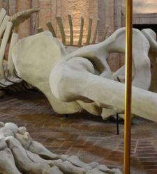 Foligno und Spoleto in der Endauswahl für die italienische Hauptstadt der zeitgenössischen Kunst 2027