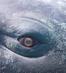 Im Palazzo Ducale in Genua findet eine große Ausstellung statt, die von Herman Melvilles berühmtem Roman Moby Dick