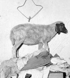 Al Mattatoio di Roma la mostra di Roger Ballen che esplora il rapporto tra uomo e animali