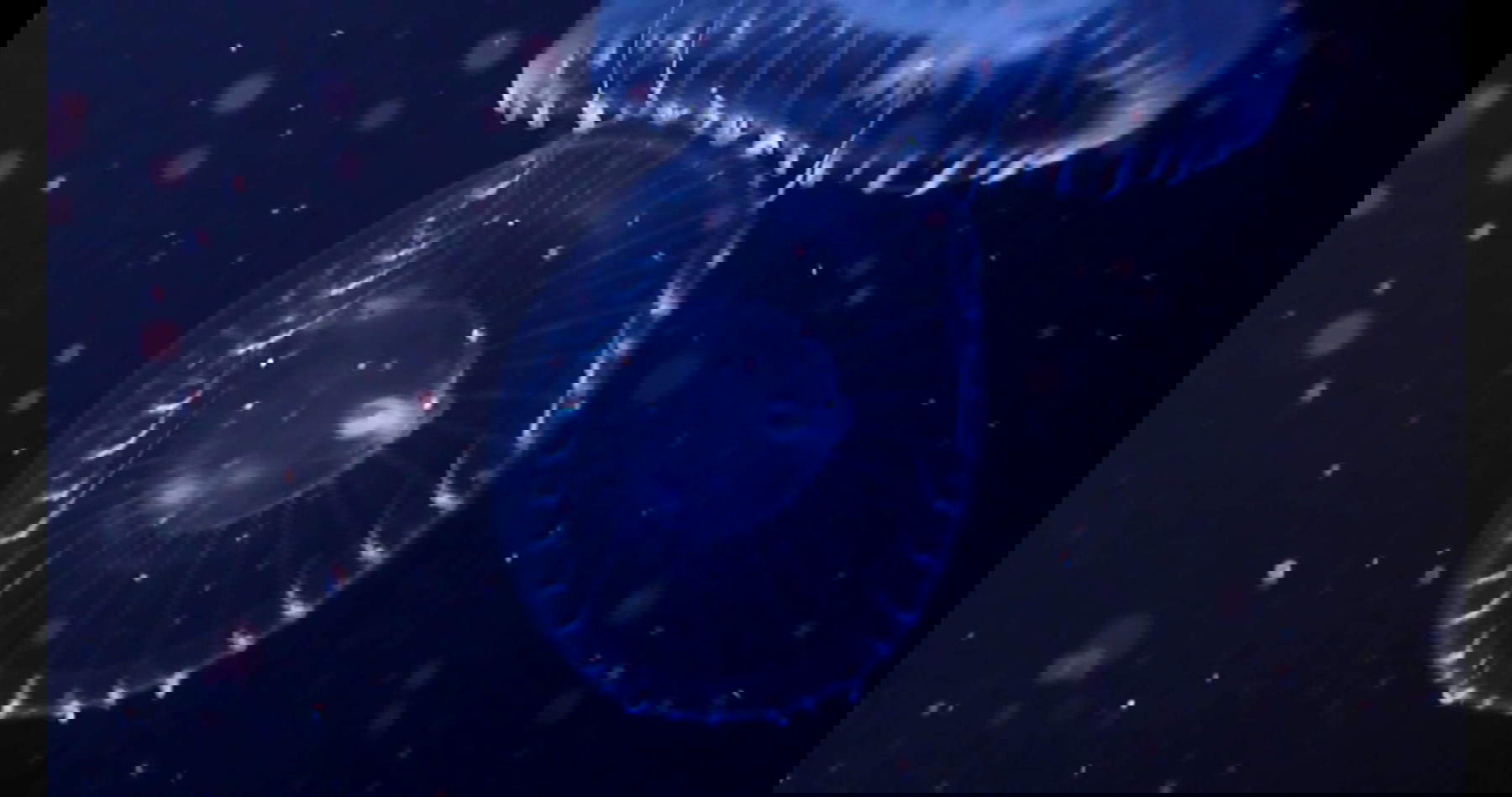 Hito Steyerl, The Island, frame (2025; vídeo HD monocanal, cine, hologramas con ruidos cuánticos, esferas con proyecciones arqueológicas, vídeo documental, duración 26 minutos, vídeo HD monocanal, instalación de dimensiones variables). Con permiso del artista y la Fondazione Prada, Andrew Kreps Gallery, Nueva York y Esther Schipper, Berlín/París/Seúl.