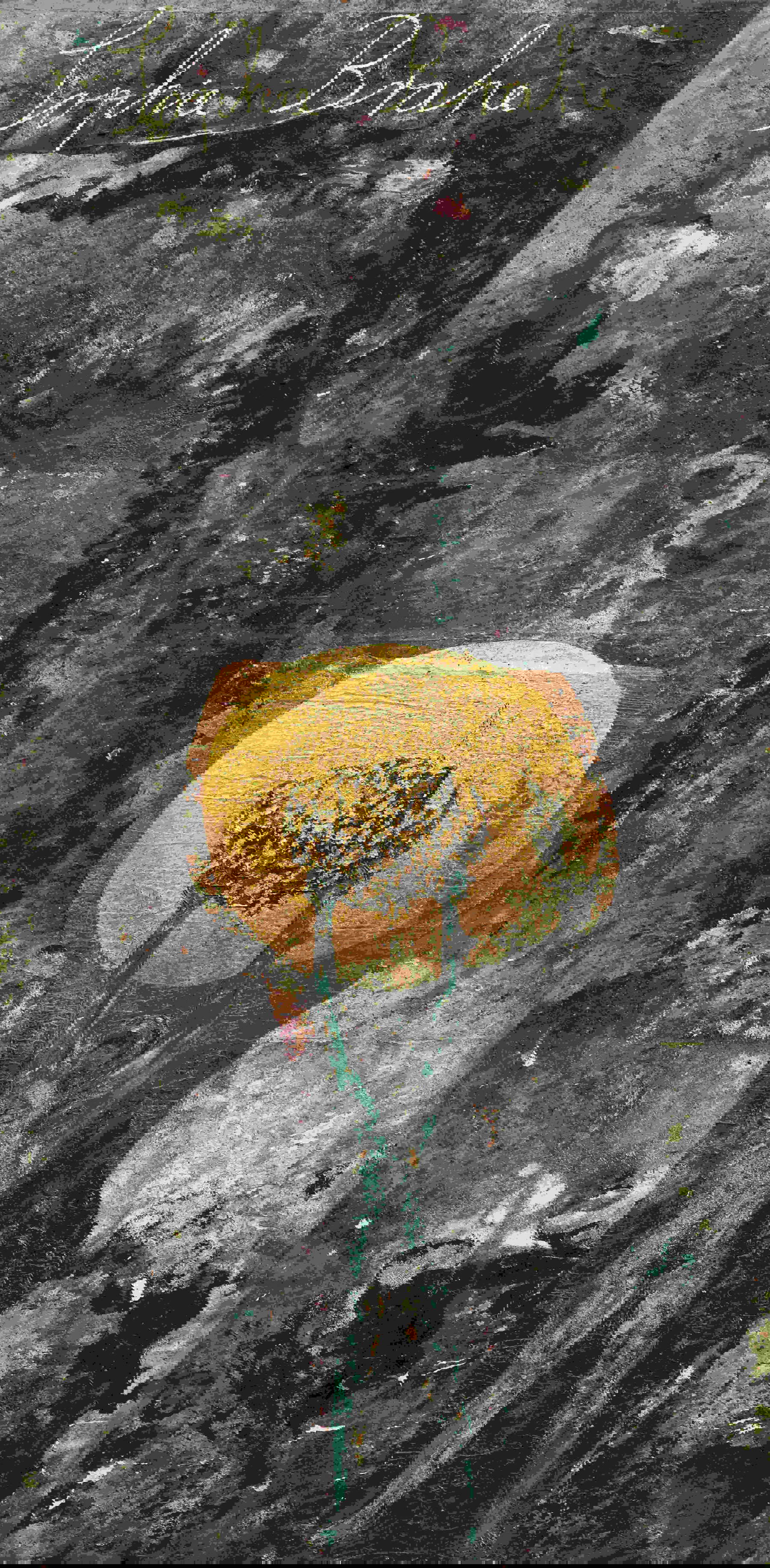 Anselm Kiefer, Sophie Brahe, (2025. Emulsione, olio, acrilico, gommalacca, foglia d&rsquo;oro, sedimento di elettrolisi, paglia, argilla e collage di tela su tela. 570 &times; 280 cm) &copy; Anselm Kiefer. Foto: Nina Slavcheva