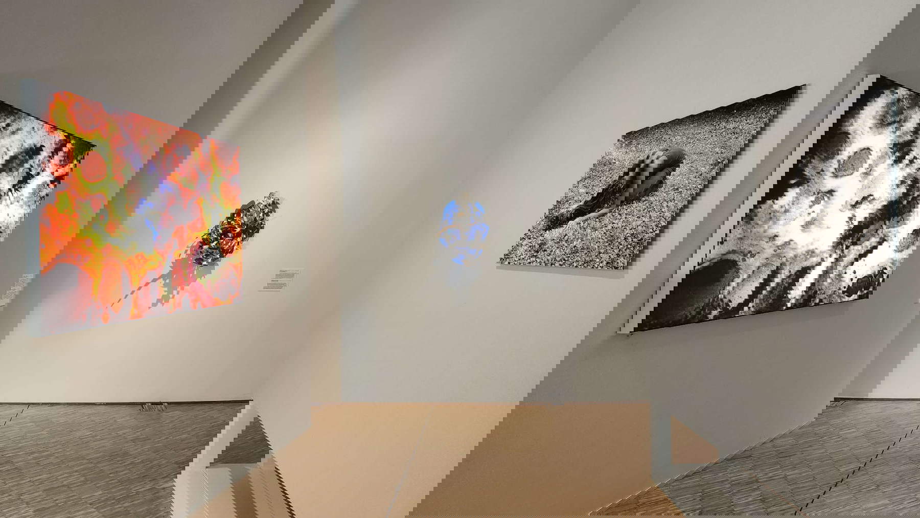 Aufgestellt von Musa. Foto: Federico Giannini