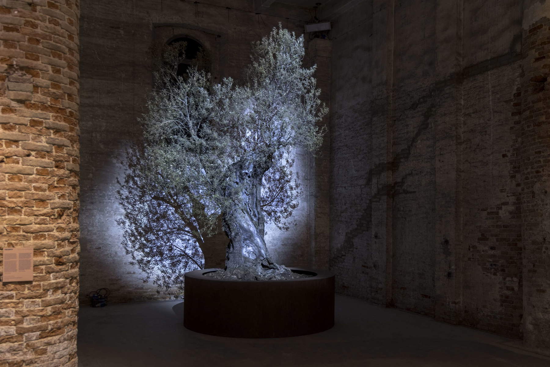 Theo Eshetu, Garden of the Broken Hearted (2026; olivo, plataforma giratoria, focos, vídeo, sonido, dimensiones variables). Foto: Marco Zorzanello