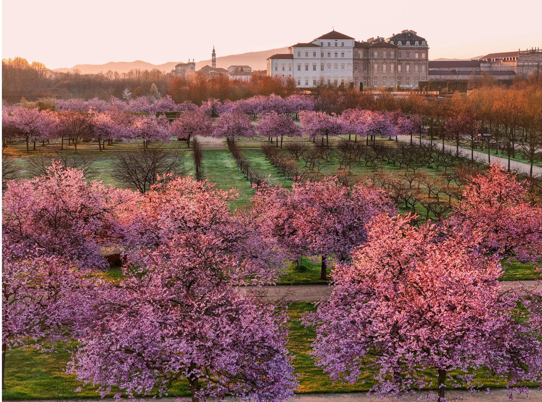 Die Blüte der Kirschbäume. Foto: Michele D'Ottavio