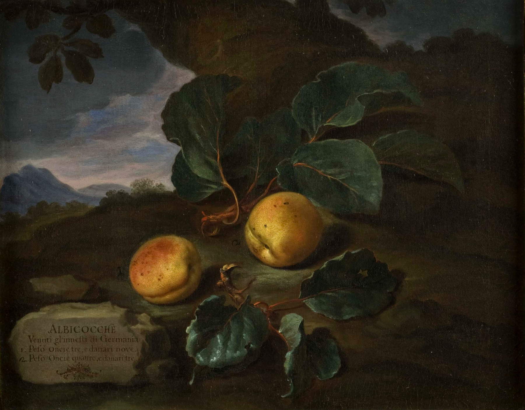 Bartolomeo Bimbi, Albicocche di Germania (1703; olio su tela, 55,1 x 43,5 cm; Firenze, Museo di Storia Naturale, Sezione Botanica, inv. collezioni 1930, n. 304)