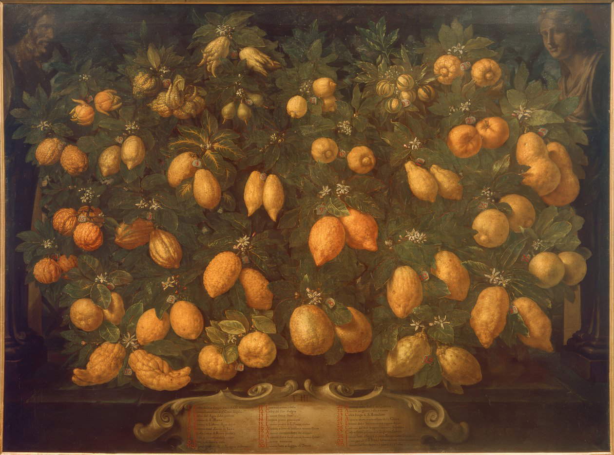 Bartolomeo Bimbi, Arance, cedri, lime, limoni e lumie (1715, dal casino della Topaia; olio su tela; Poggio a Caiano, Villa Medicea, Museo della Natura Morta, inv. Castello, n. 612)