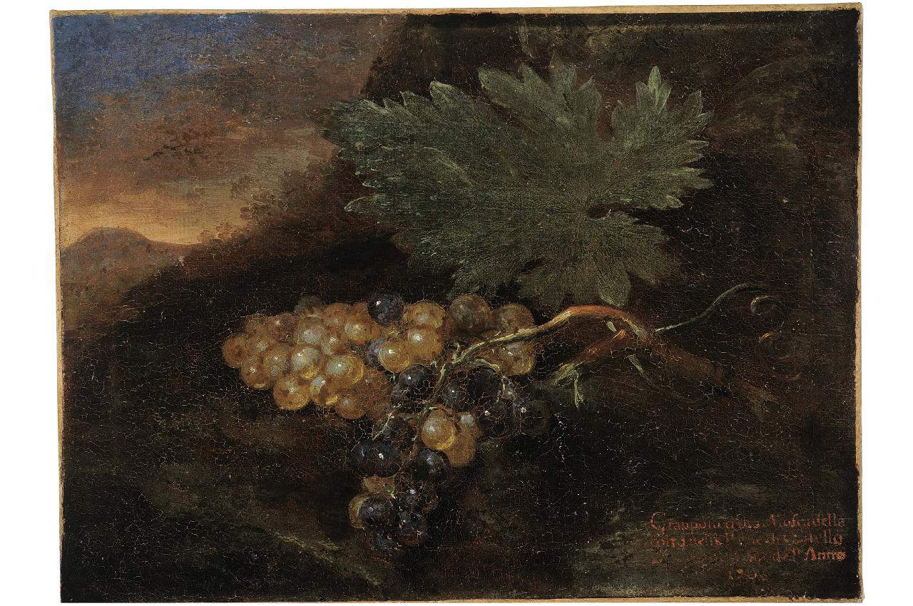 Bartolomeo Bimbi, Grappolo d&rsquo;Uva moscadella colto a Castello nel 1706 (1706; olio su tela; Poggio a Caiano, Villa Medicea, Museo della Natura Morta)