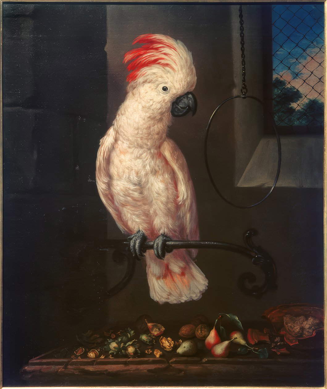 Bartolomeo Bimbi, Pappagallo bianco con penne rosse (1716 circa; olio su tela; Poggio a Caiano, Villa Medicea, Museo della Natura Morta)