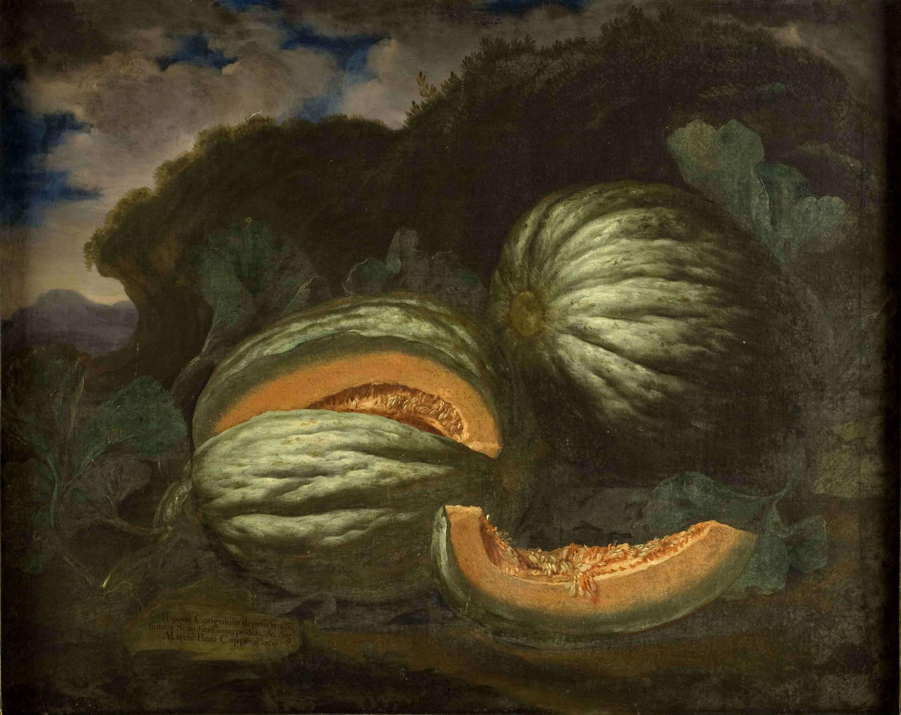 Bartolomeo Bimbi, Popone &lsquo;cotigniolo&rsquo; del marchese Capponi (1700; olio su tela, 97,2 x 77,7 cm; Firenze, Museo di Storia Naturale, Sezione Botanica, inv. collezioni 1930, n. 333)