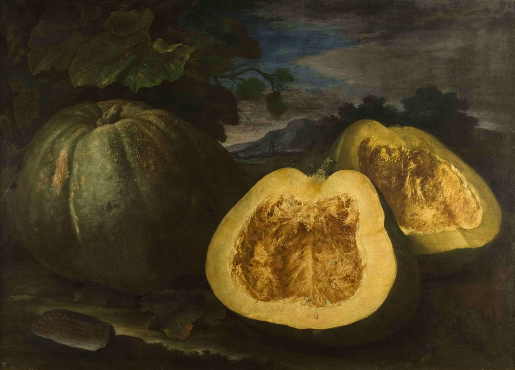 Bartolomeo Bimbi, Zucca dei monaci di Monteoliveto (1714; olio su tela, 146 x 201 cm; Firenze, Museo di Storia Naturale, Sezione Botanica, inv. collezioni 1930, n. 342)