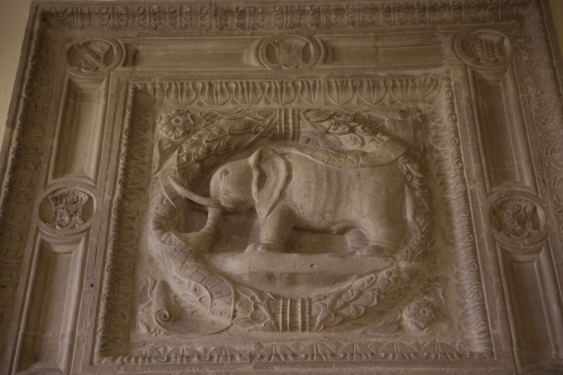 L'impresa dell'elefante. Foto: Matteo Bosi