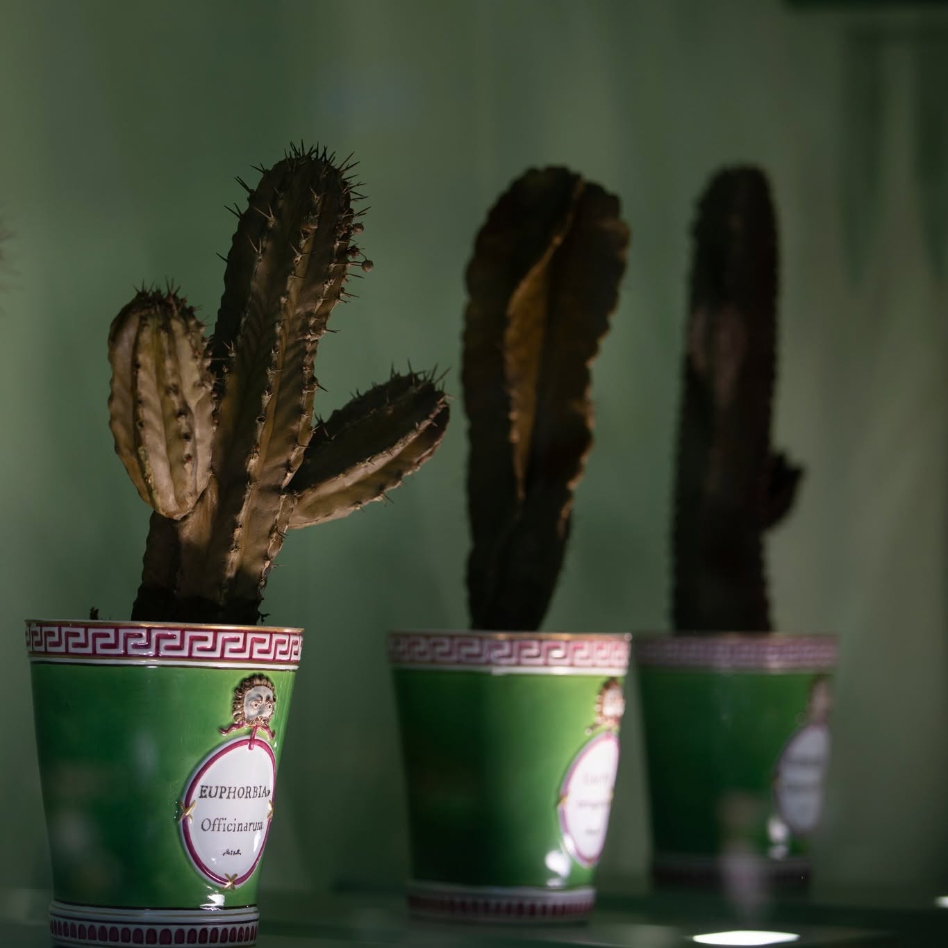Modelli di cactus in cera. Foto: Museo di Storia Naturale dell'Universit&agrave; di Firenze