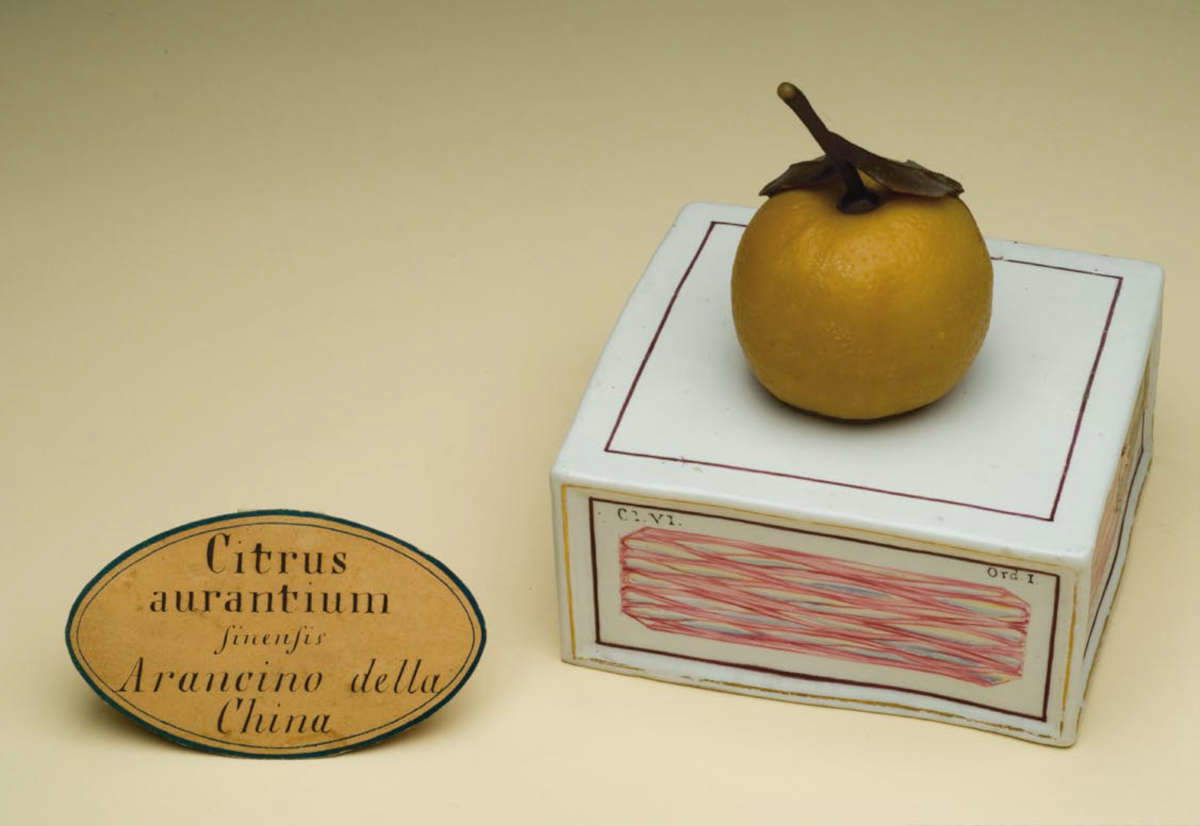Modello in cera di Arancino della cina, Citrus aurantium sinensis