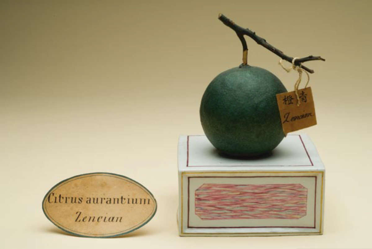 Modello in terracotta di Zencian, Citrus aurantium