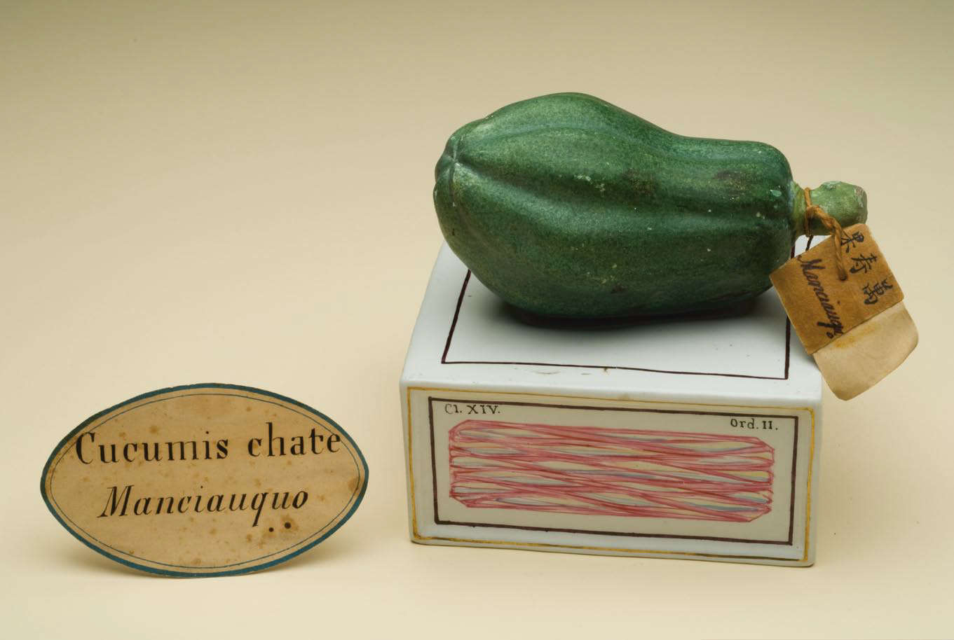 Modello in terracotta di Manciauquo, Cucumis chate