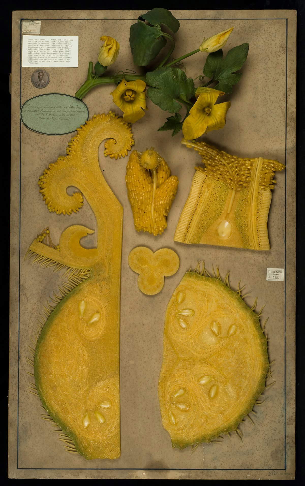 Modello in cera su tavola della fecondazione della zucca, realizzato da Luigi Calamai sotto la guida di Giovan Battista Amici. Foto: Museo di Storia Naturale dell'Universit&agrave; di Firenze