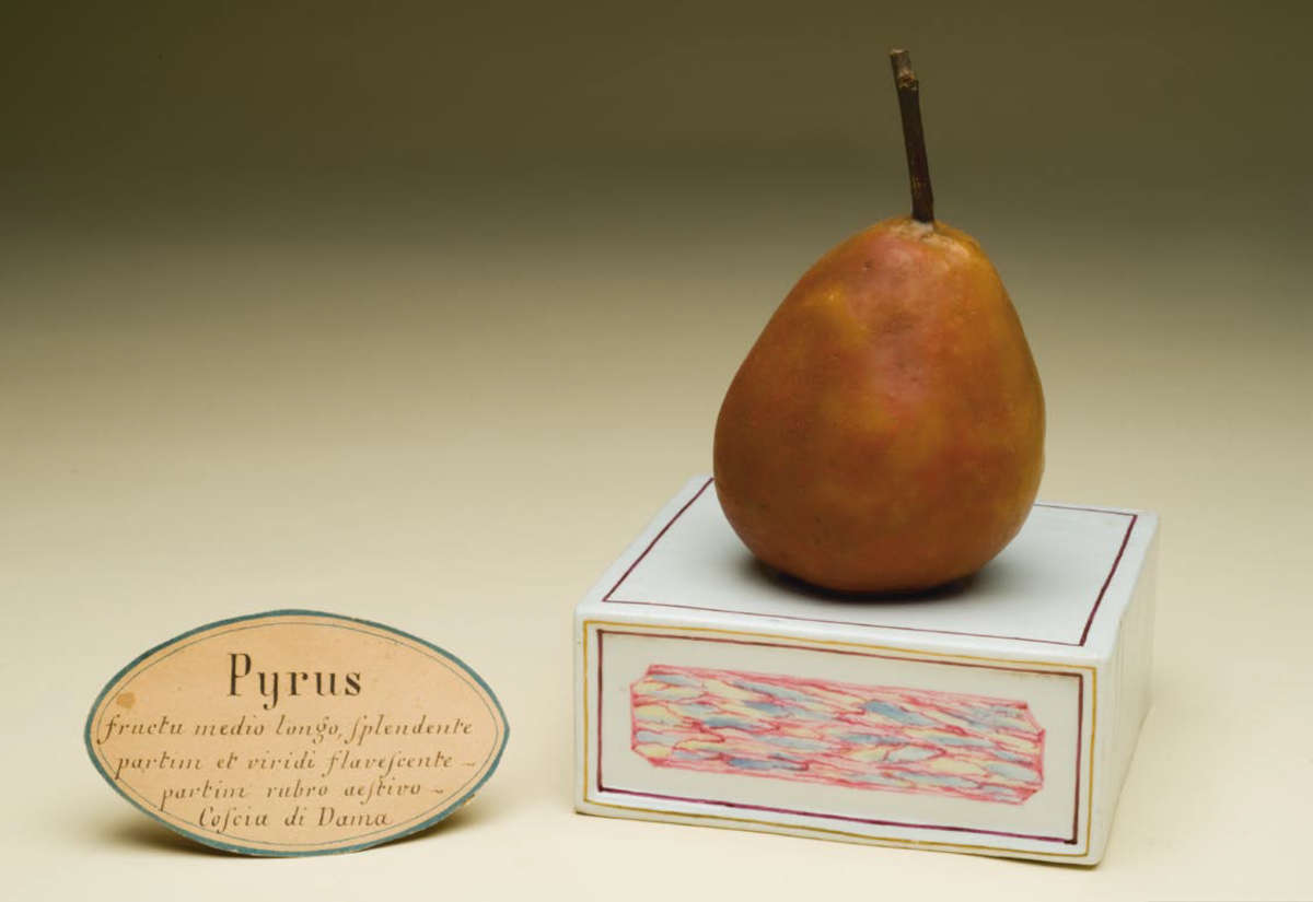 Modello in cera di Pera Coscia, pyrus malus