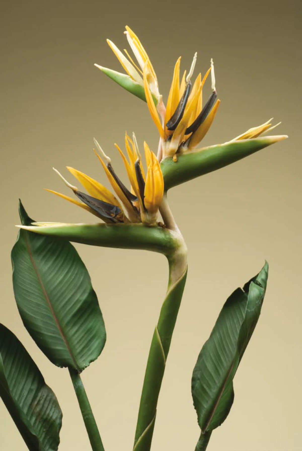 Particolare dei fiori del modello in cera di Strelitzia reginae, realizzato da Francesco Calenzuoli. Il modello &egrave; a grandezza naturale e misura 100 centimetri di altezza.