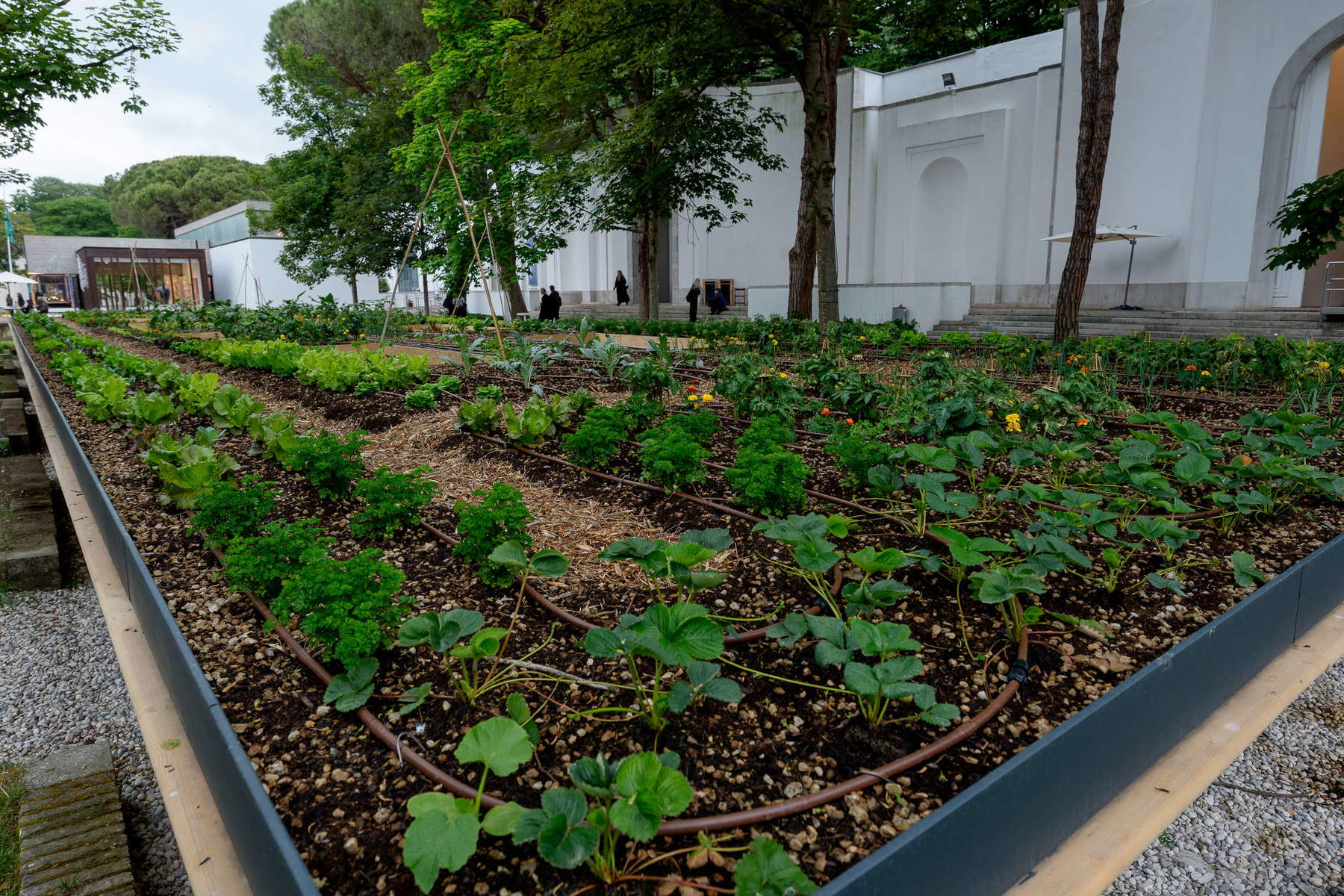 Linda Goode Bryant, Site-specific outdoor garden (2026; installation, 150 &times; 800 &times; 3,500 cm). Photo: Andrea Avezz&ugrave;