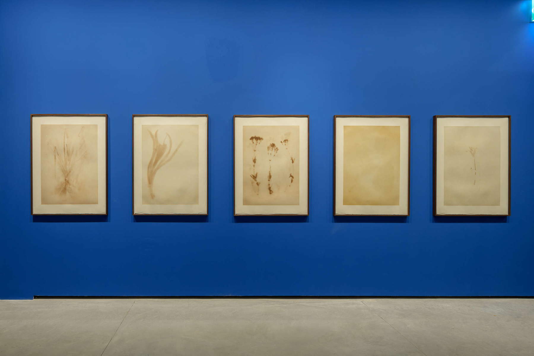 Uriel Orlow, *Herbarium Ghosts* (2016–2026; 8 prints on Hahnem&uuml;hle paper, 109 &times; 81.5 cm each). Photo: Andrea Avezz&ugrave;