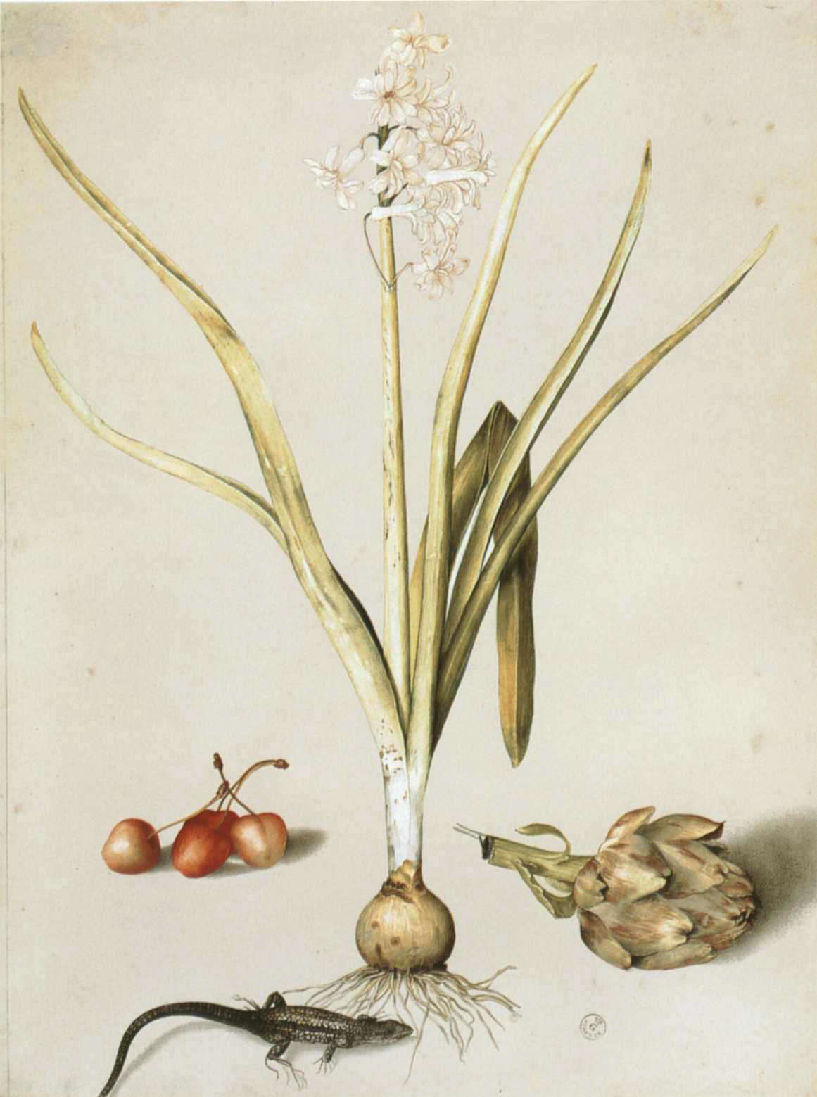 Giovanna Garzoni, Giacinto con quattro ciliegie, una lucertola e un carciofo (gouache su pergamena, 53,2 x 40,1 cm; Firenze, Gallerie degli Uffizi, Gabinetto Disegni e Stampe, inv. 2147 Orn.)