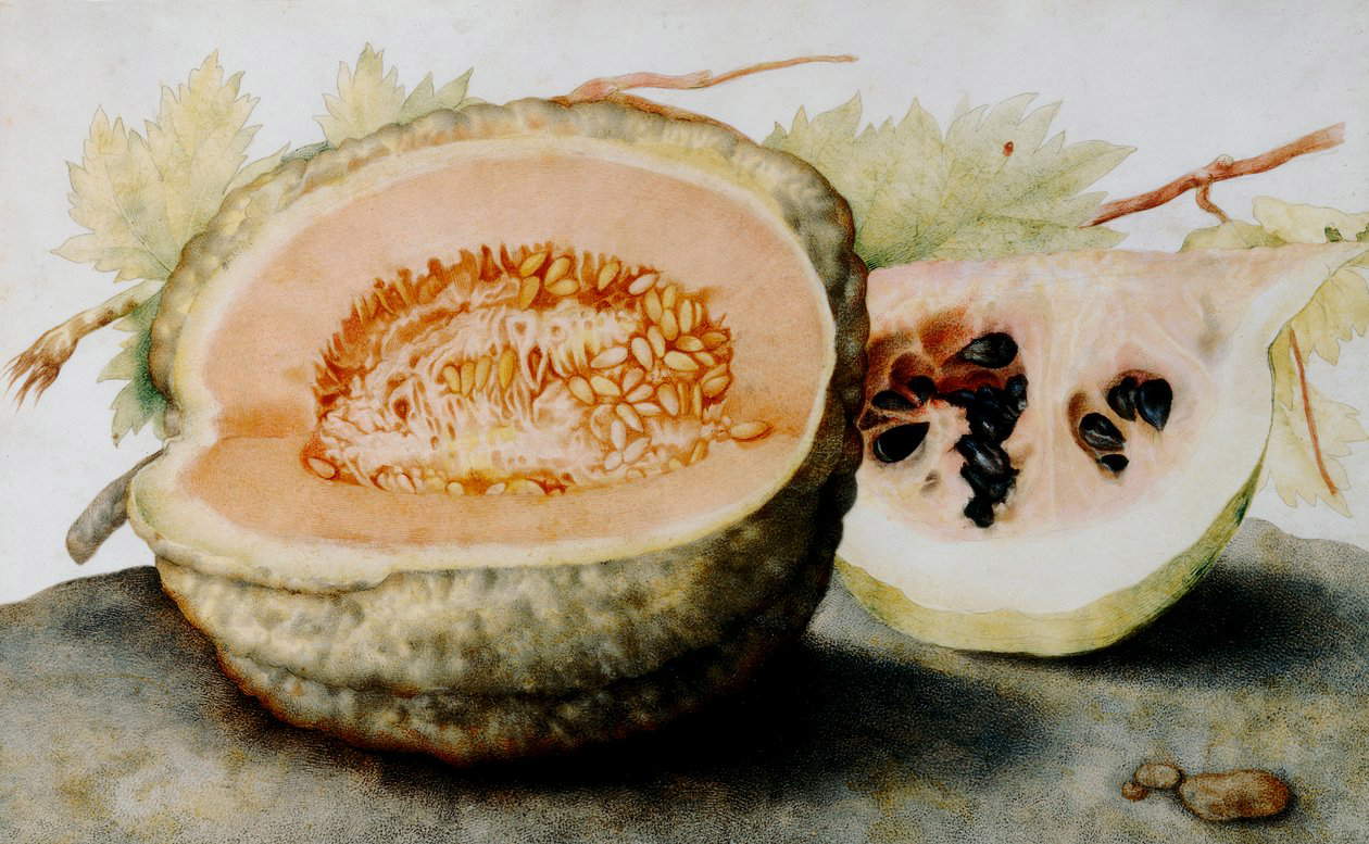 Giovanna Garzoni, Natura morta con melone e anguria (1655&ndash;1662 circa; tempera su pergamena, 23,5 x 38,5 cm; Firenze, Gallerie degli Uffizi, Galleria Palatina, inv. 1890, n. 4771)