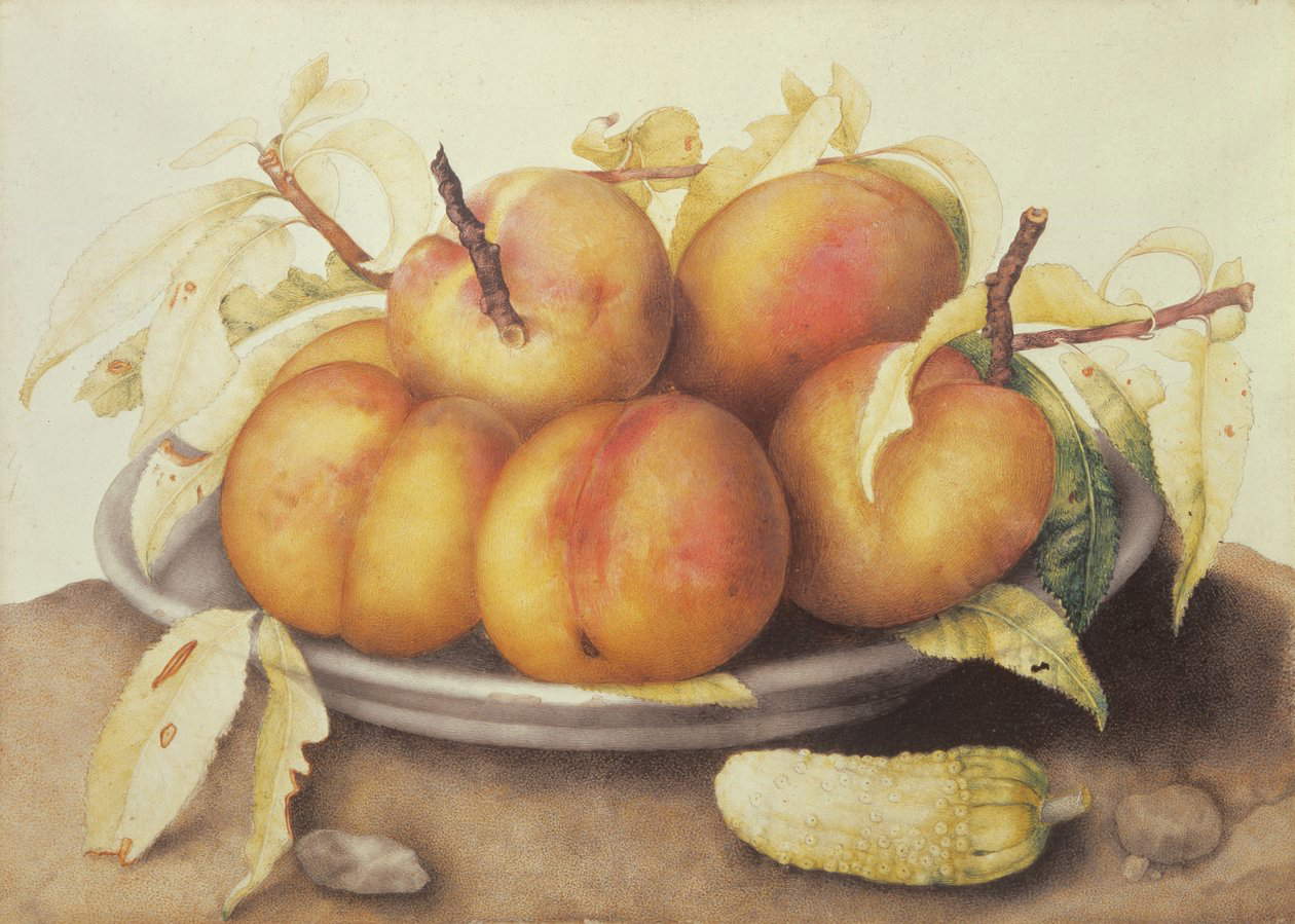 Giovanna Garzoni, Ciotola con pesche e cetriolo (1655&ndash;1662 circa; tempera su pergamena, 23,5 x 38,5 cm; Firenze, Gallerie degli Uffizi, Galleria Palatina, inv. 1890, n. 4763)