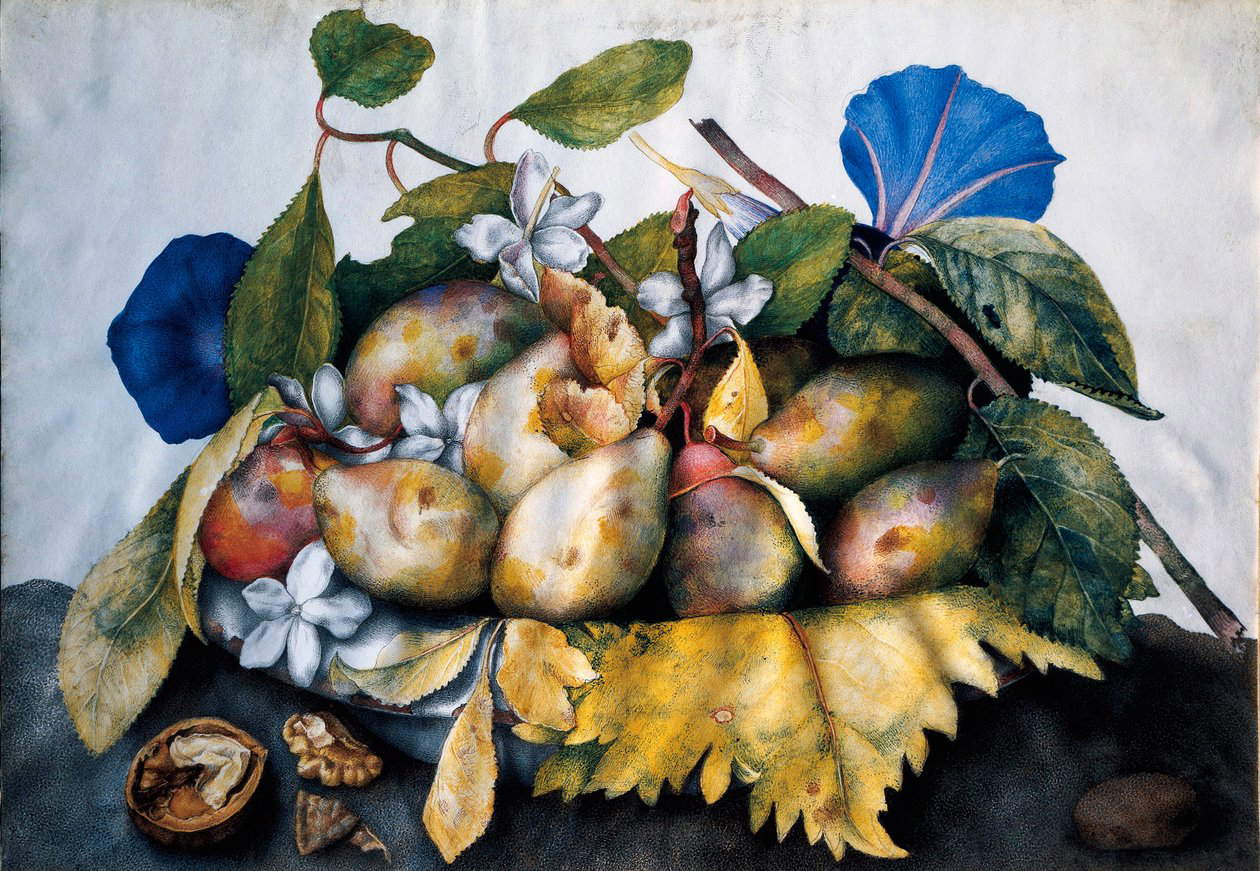 Giovanna Garzoni, Ciotola con prugne, fiori di gelsomino e noce (1655&ndash;1662 circa; tempera su pergamena, 23,5 x 38,5 cm; Firenze, Gallerie degli Uffizi, Galleria Palatina, inv. 1890, n. 4751)