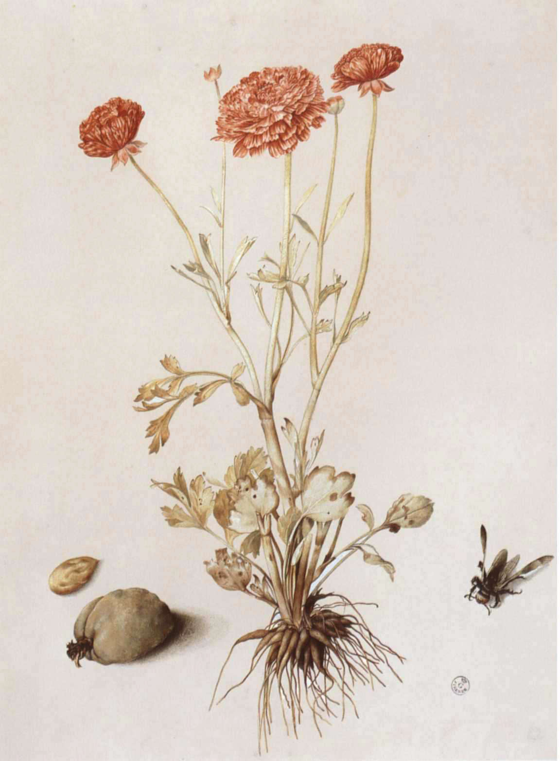 Giovanna Garzoni, Ranuncolo con due mandorle e ape legnaiola (gouache su pergamena, 53,7 x 41,1 cm; Firenze, Gallerie degli Uffizi, Gabinetto Disegni e Stampe, inv. 2149 Orn.)